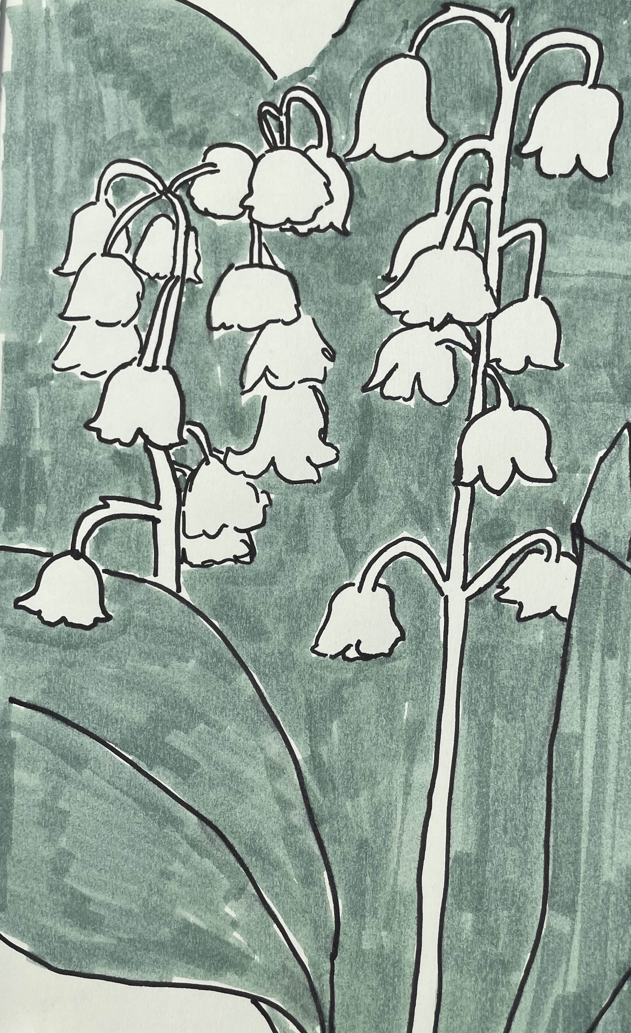 Sketchbook page of an ink drawing of snowdrop flowers and leaves. The leaves are coloured with a sage green marker, the flowers are uncoloured.